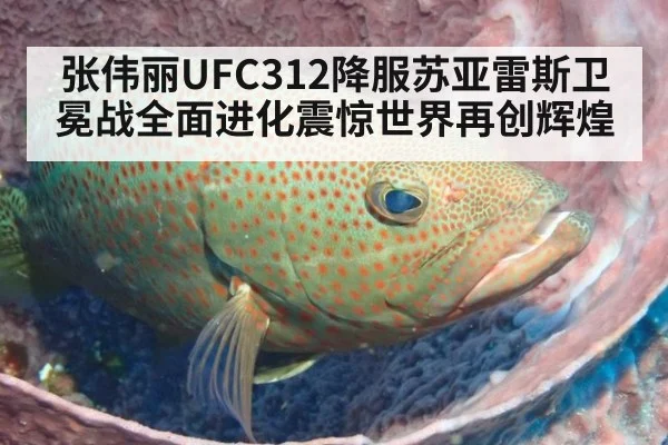 张伟丽UFC312降服苏亚雷斯卫冕战全面进化震惊世界再创辉煌